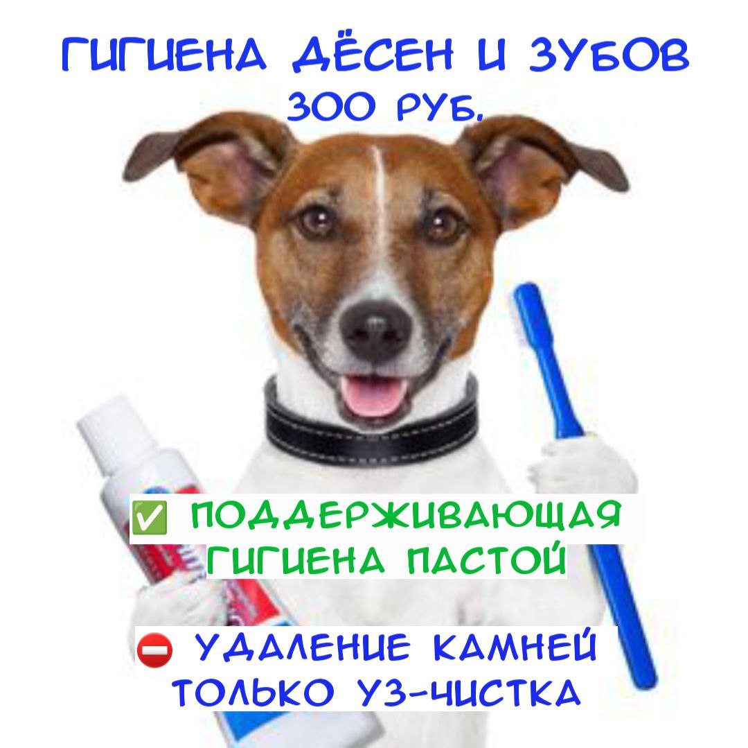 чистка зубов собаке кошке Речной вокзал беломорская петрозаводская онежская флотская Москва